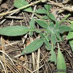 Phacelia mutabilis Foglia