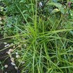 Carex muskingumensis Leaf