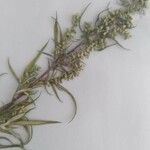 Artemisia vulgaris Kwiat