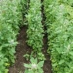 Chenopodium quinoa Habit