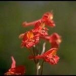 Delphinium cardinale Kwiat