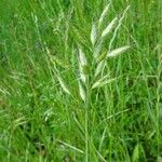 Bromus hordeaceus Fruit