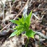 Mercurialis perennis Hoja