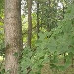 Liquidambar formosana Bark