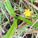 Hypoxis angustifolia Folha