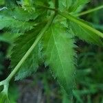 Sanicula canadensis Hoja