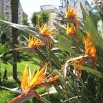 Strelitzia reginae عادت