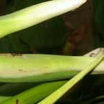 Philodendron rothschuhianum Hoja