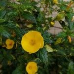Turnera angustifolia Floare