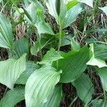 Cypripedium calceolusFeuille