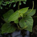 Peperomia pellucida Vekstform