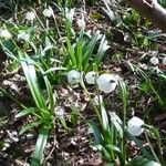 Leucojum vernum മറ്റ്