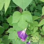 Ipomoea lobata Hoja