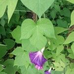 Ipomoea lobata Leaf