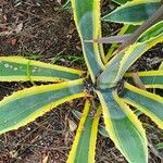 Agave americanaDeilen