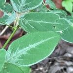 Desmodium paniculatum Leaf