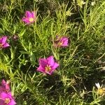 Sabatia grandiflora Folha