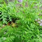 Phacelia tanacetifolia Habitatea