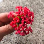 Crassula coccinea Flor