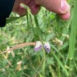 Lathyrus sylvestrisBlüte