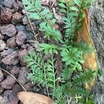 Lepidium didymum 葉