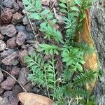 Lepidium didymum Lapas