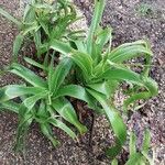 Crinum × powellii Leaf