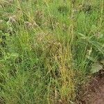 Themeda triandra Costuma