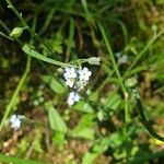 Myosotis arvensisΛουλούδι