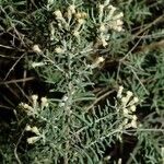 Ozothamnus cinereus Habitus