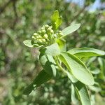 Montinia caryophyllacea Λουλούδι