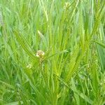 Euclidium tenuissimum Libunga