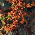 Rumex roseus Owoc