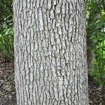 Quercus alba Casca