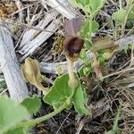 Aristolochia pistolochia 花
