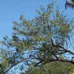 Casuarina equisetifolia Levél