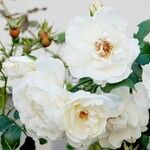 Rosa abietina その他の提案