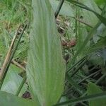 Ranunculus flammula List