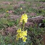 Linaria vulgarisŽiedas