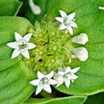 Richardia brasiliensis Flor