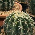 Echinocactus texensis Yaprak