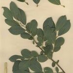 Salix × quercifolia Other