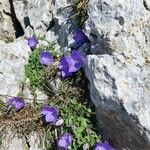 Campanula raineriFloare