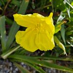 Oenothera macrocarpaКветка