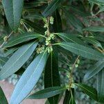 Osmanthus decorus Blatt