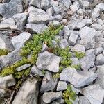 Valantia muralis Habit