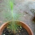 Pinus pinea Fuelha