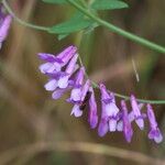 Vicia eriocarpa Blodyn