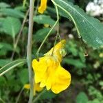 Impatiens noli-tangere Bloem