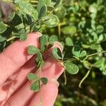 Baptisia tinctoria Leaf